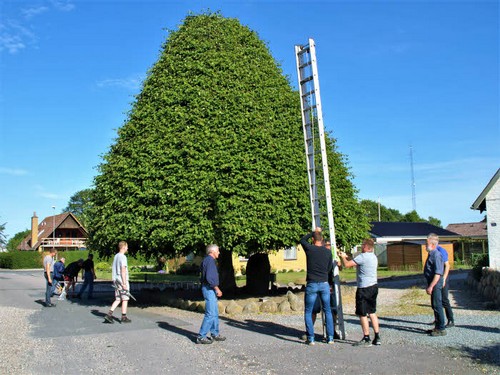 traeklipning2017_013.jpg