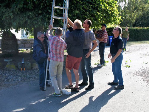 traeklipning2017_015.jpg