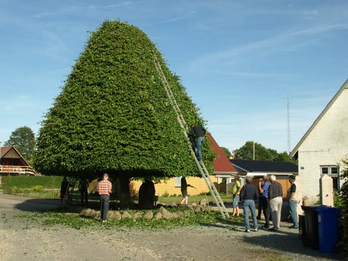 traeklipning2017_033.jpg