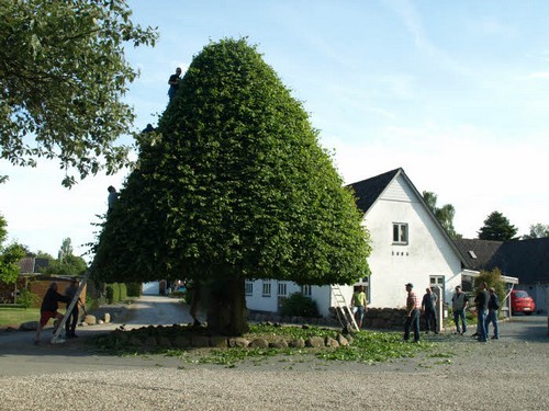 traeklipning2017_034.jpg