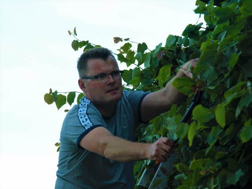 traeklipning2017_038.jpg