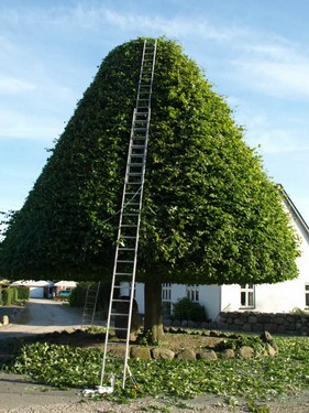 traeklipning2017_060.jpg