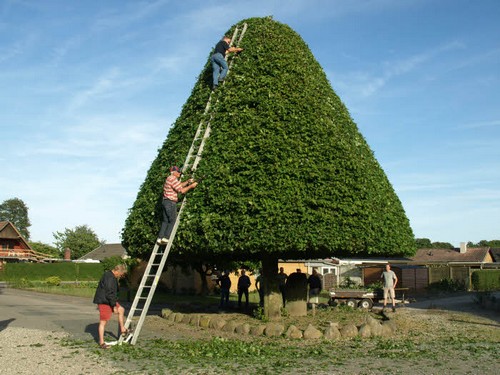 traeklipning2017_082.jpg