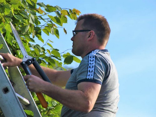 traeklipning2017_084.jpg