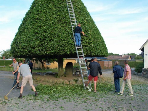 traeklipning2017_095.jpg