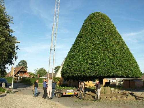 traeklipning2017_105.jpg
