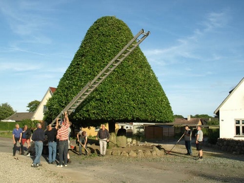 traeklipning2017_106.jpg
