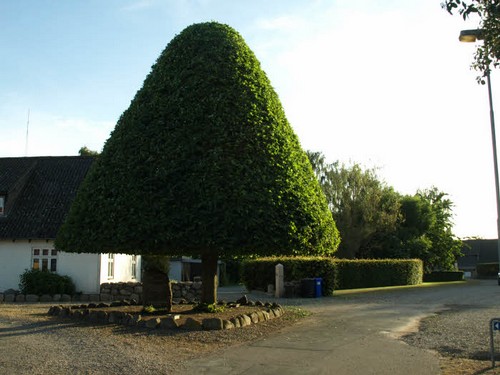 traeklipning2017_111.jpg